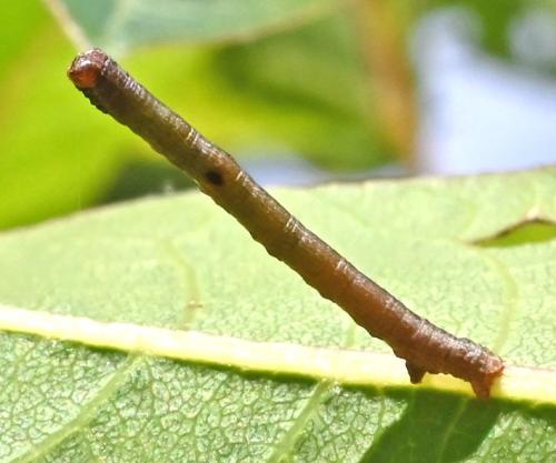 Hypomecis punctinalis